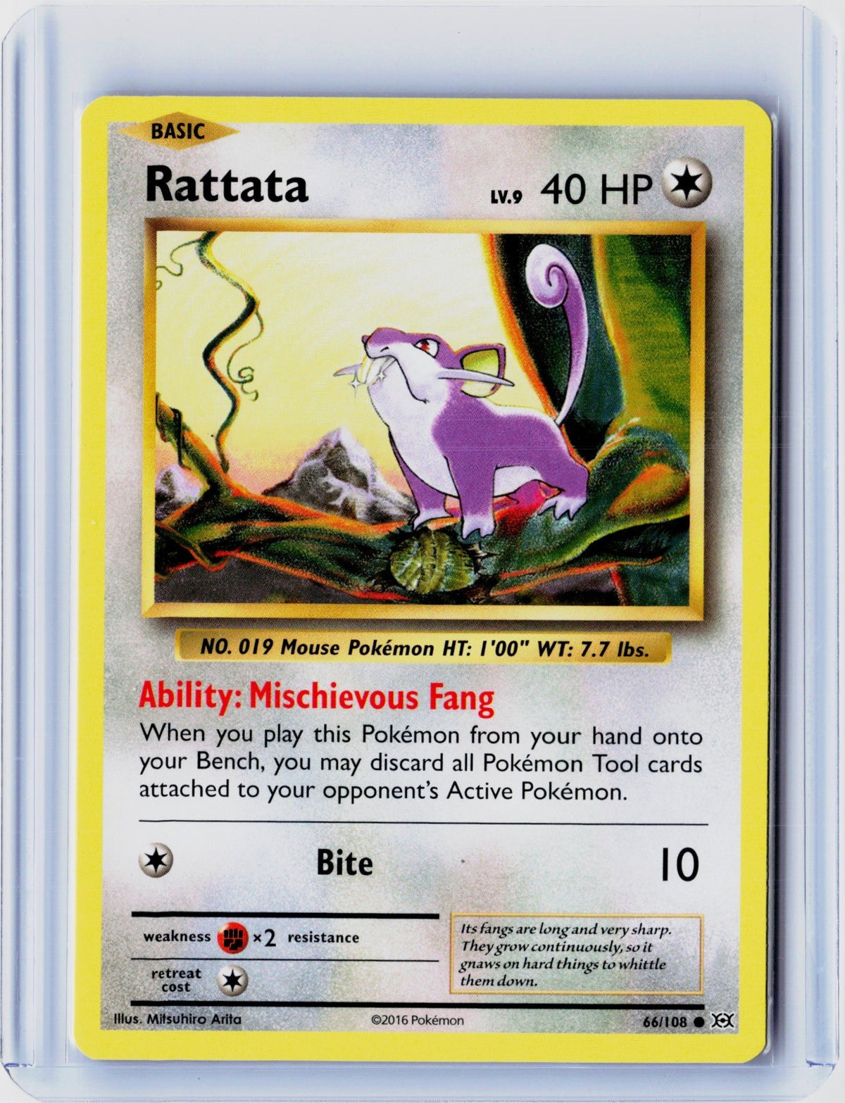 Rattata Common XY - Evolutions 66/108 NM